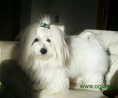 Coton de Tulear stenci