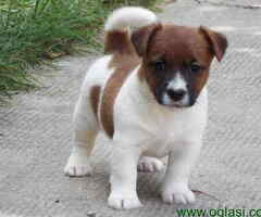 Štenci džek rasela, dostupni za preuzimanje - 6