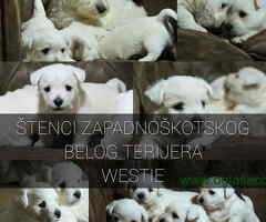 Na prodaju štenci ZAPADNOŠKOTSKOG TERIJERA – WESTIE