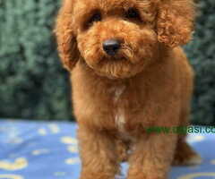 U ponudi crveni decak potpuno vakcinisan - 6