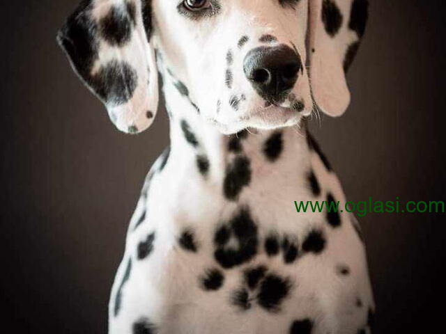 Dalmatinski pas, štenad iz odgajivačnice MEDIOLANUM iz Niša - 1