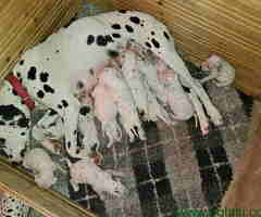 Dalmatinski pas, štenad iz odgajivačnice MEDIOLANUM iz Niša - 6