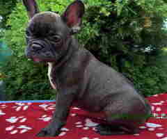 U ponudi francuski buldog star 2,5 m
