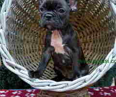 U ponudi francuski buldog star 2,5 m