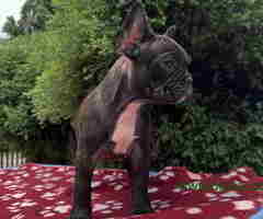 U ponudi francuski buldog star 2,5 m