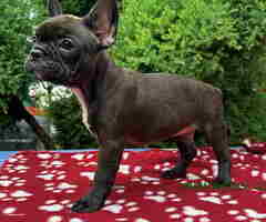 U ponudi francuski buldog star 2,5 m