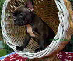 U ponudi francuski buldog star 2,5 m