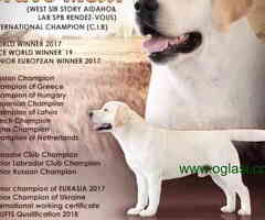 Mužjak LABRADOR RETRIVERA star 13 meseci