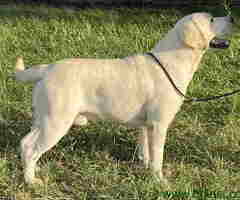 Mužjak LABRADOR RETRIVERA star 13 meseci