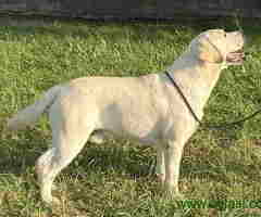 Mužjak LABRADOR RETRIVERA star 13 meseci