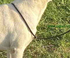 Mužjak LABRADOR RETRIVERA star 13 meseci - 6