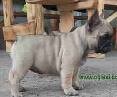 Štenci FRANCUSKOG BULDOGA  spremni za preuzimanje - 6