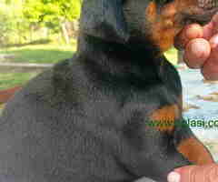 U ponudi štenci DOBERMANA,  starosti od 3-7 meseci, - 6