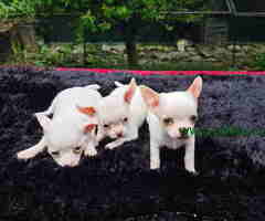 Mini ČIVAVA spremna za preuzimanje - 6