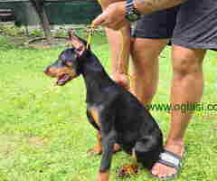 Zenka Dobermana kupirana, stara 3,5 meseca