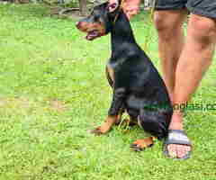 Zenka Dobermana kupirana, stara 3,5 meseca