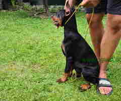 Zenka Dobermana kupirana, stara 3,5 meseca