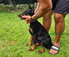 Zenka Dobermana kupirana, stara 3,5 meseca