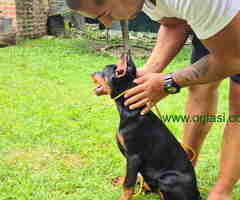 Zenka Dobermana kupirana, stara 3,5 meseca - 6