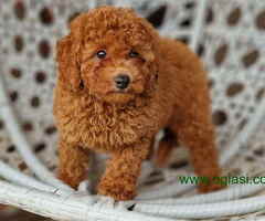 Stenci PUDLE spremni za preuzimanje - 6