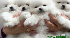 Pomeranci boo
