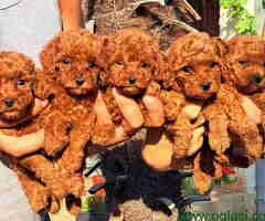 Stenci toy crvenih PUDLICA vrhunskog kvaliteta. - 6