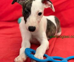 Prodajem druželjubive i razigrane štence malog engleskog hrta- Whippet.