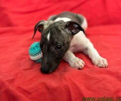 Prodajem druželjubive i razigrane štence malog engleskog hrta- Whippet.
