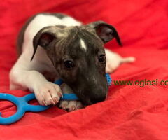 Prodajem druželjubive i razigrane štence malog engleskog hrta- Whippet. - 6