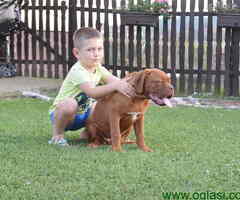 Dve prvobirane zenke BORDOSKE DOGE