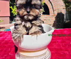 Slobodan mužjak mini jorksirskog terijera - 6