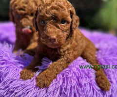 Crvene toy PUDLE  oba pola, sa kompletnom dokumentacijom - 6