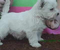 Westie ŝtenci 9 nedelja iz odgajivačnice Lovely Little Friend