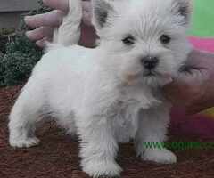 Westie ŝtenci 9 nedelja iz odgajivačnice Lovely Little Friend