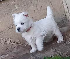 Westie ŝtenci 9 nedelja iz odgajivačnice Lovely Little Friend