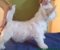 Westie ŝtenci 9 nedelja iz odgajivačnice Lovely Little Friend