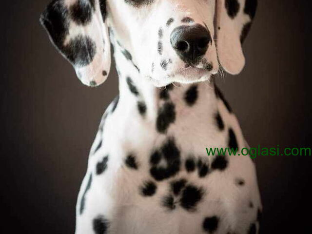 Dalmatinski pas, štenad iz odgajivačnice MEDIOLANUM - 1