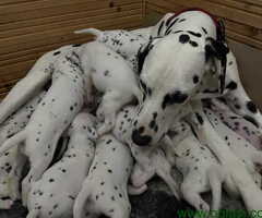 Dalmatinski pas, štenad iz odgajivačnice MEDIOLANUM - 6