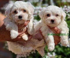 Mini mini MALTEZERI