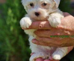 Mini mini MALTEZERI