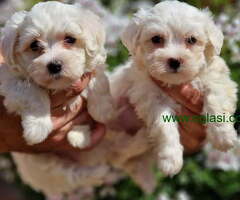 Mini mini MALTEZERI