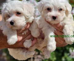 Mini mini MALTEZERI