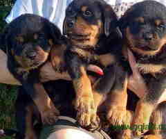 Na prodaju prelepi štenci ROTVAJLERA izuzetnog porekla - 6