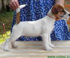 Štenci džek rasela, dostupni za preuzimanje - 6