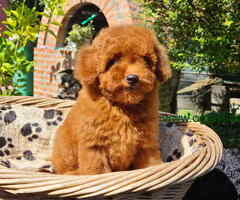 Toy pudla spremna za preuzimanje, - 6