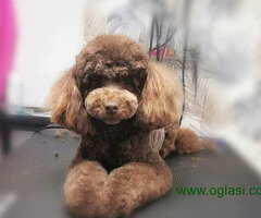 PUDLE   vrhunskog porekla - 6