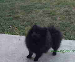 Prelepi stenci POMERANCA - 6