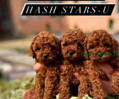 Stenci vrhunskih ToY pudlica samo u pom hash starsu