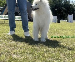 Na prodaju odrasli mužjak Samojeda, oštenjen 01.07.2021. godine