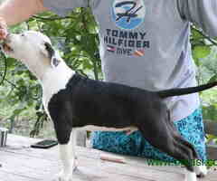 Na prodaju vrhunski štenci AMERIČKOG STAFORDSKOG TERIJERA - 6